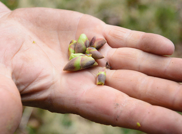 HerbalGem - Yemas de calidad