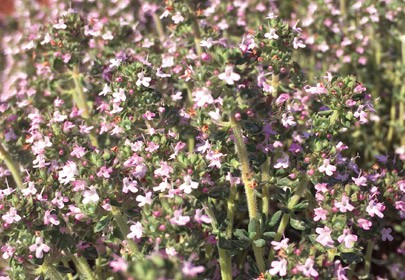 Thymus essential oils. chemical composition and in vitro antioxidant and antibacterial activities
