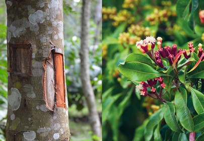 Evaluation of three essential oils as potential sources of botanical fungicides